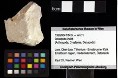 Foto (Objket + Etiketten) von Pithonoton sp. 